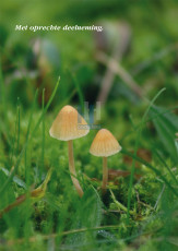 Met tekst: Met oprechte deelneming