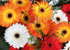Gerbera - 040-2