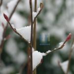 Kerst - 110-2