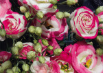 Lisianthus - 040-3