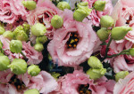 Lisianthus roze - 040-4