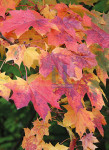 Herfstblaadjes - 453-10