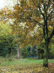 Herfstbos - 453-9
