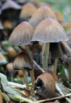 Herfsthoedjes - 453-7