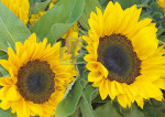 Zonnebloemen - 040-1