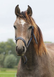 Paardenhoofd bruin - 21-2916