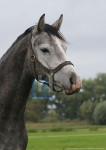 Paardenhoofd grijs - 21-2919