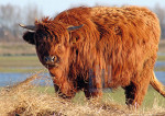 Schotse Hooglander - 21-8874