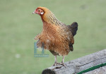 Hennie - 21-6160