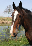 Witte neus en bles - 21-0398