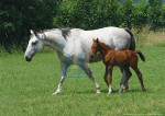 Paard met veulen - 21-6902