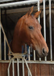 Paard in box - 21-2948