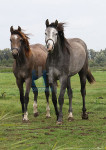 Paardenduo - 21-2912