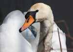 Zwaan - 21-6106