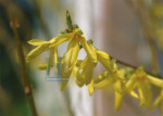 Lente - 008-1