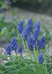 Lente - 008-2