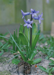 Lente - 008-3