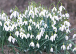 Lente - 008-4