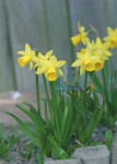 Lente - 008-5