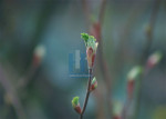 Lente - 008-6