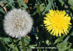 Paardenbloem - 402-3