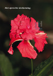 Rode Bloem - 402-8