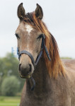 Paardenhoofd Bruin - 451-7