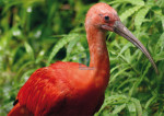 Rode Ibis - 452-1