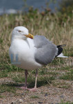 Meeuw - 452-9