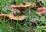 Zwammen in gras - 453-1