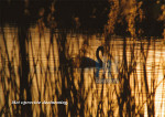 Zwaan in riet - 400-7