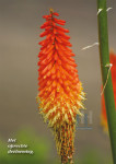 Oranje toortsbloem - 401-2