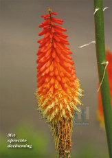 Oranje toortsbloem - 401-2