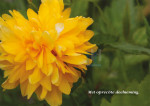 Gele bloem - 401-7