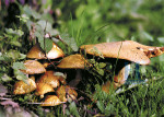 Herfst - 001-1
