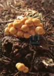 Herfst - 001-2