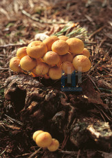 Herfst - 001-2