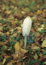 Herfst - 001-3