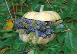 Herfst - 001-5