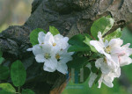 Bloesem - 009-1