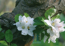 Bloesem - 009-1
