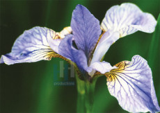 Bloemen - 003-1