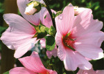 Bloemen - 003-2