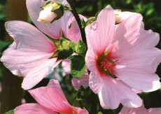 Bloemen - 003-2