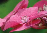 Bloemen - 003-3