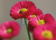 Bloemen - 003-4