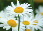 Bloemen - 003-5