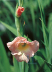 Bloemen - 003-6