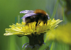 Insecten - 005-1