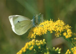 Insecten - 005-2